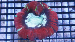 Brain Coral Folded - Multicolor - Indo Pacific, Size Small