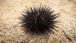 Short Spine Urchin - East Pacific, Size Medium