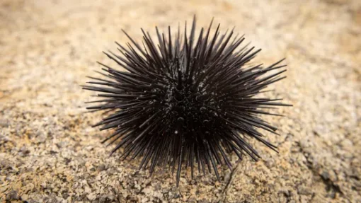 Short Spine Urchin - East Pacific, Size Medium