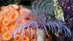Dwarf Feather Duster: Pink, Size Medium