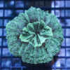 Doughnut (Button) Coral: Green, Size < 2.25 inches