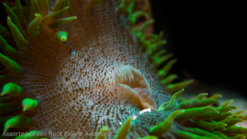 Rock Flower Anemone: Assorted Green, Size Small