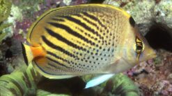Sunset Butterfly - 2.25 - 3.5" - SSC Certified - Central Pacific