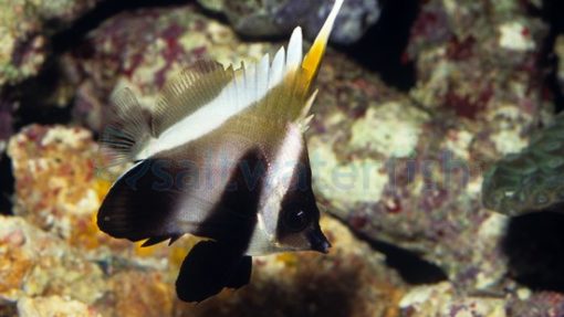 Phantom Heniochus, Size 2 - 3 inches
