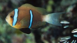 Blue Stripe Clownfish: Bonded Pair