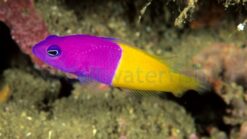 Bicolor (Royal) Dottyback - 1.25 - 2.25" - Indo-Pacific