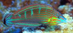 Melanarus Wrasse - 2.25" or smaller - SSC Certified - Female - Central Pacific