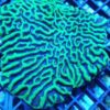 Platygyra Maze: Green - Australia, Size Small
