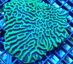 Platygyra Maze: Green - Australia, Size Small