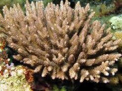 Acropora Coral: Indo Pacific, Size Small