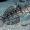 Half-Barred Goby
