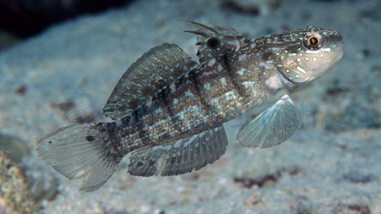 Half-Barred Goby