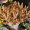 Colt Soft Coral - Indo Pacific, Size 4.5 - 5.5 inches
