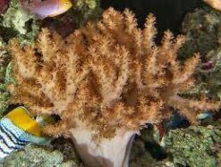Colt Soft Coral - Indo Pacific, Size 2.75 - 3.75 inches
