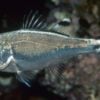 Barred Flagtail, Size < 2 inches
