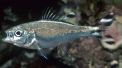 Barred Flagtail - 2 - 3" - Indo-Pacific