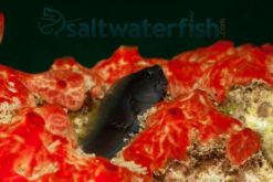 Black Sailfin Blenny, Size 1.25 - 2.25 inches