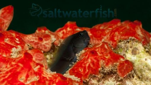 Black Sailfin Blenny, Size 1.25 - 2.25 inches