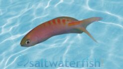 Tiger Queen Anthias - 2.25" or smaller - Indo-Pacific
