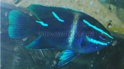 Javanese (Blue Velvet) Damsel - 1 - 2" - Indo-Pacific