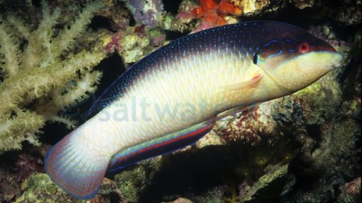Black-Backed Wrasse - MAC Certified, Size 2.75 - 3.75 inches