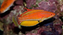 Yellow-Fin Flasher Wrasse - 2 - 3" - Indo-Pacific