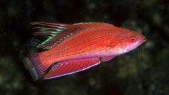 Line Spot Flasher Wrasse - 2" or smaller - Indo-Pacific