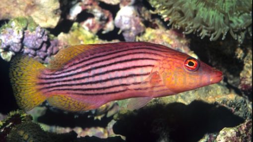 Eight Line Wrasse - Eastern Asia, Size 1.75 - 2.75 inches