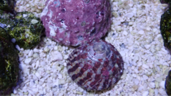 Trochus Snail : Black and White, Size Small