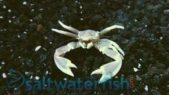 Anemone Crab: White, Size  Small