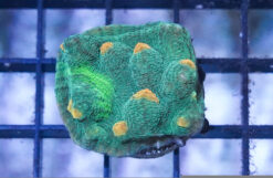 Chalice Mycedium : Colored - Indo Pacific, Size Small