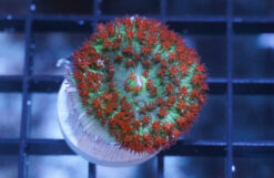 St. Thomas Mushroom Coral: Red Bubble - Atlantic, Size Small