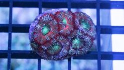 Acan Lord : Tri-Color - Australia, Size Small