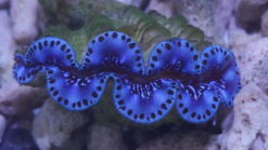 Maxima Clam: Ultra Grade, Size .75 - 1.24 inch