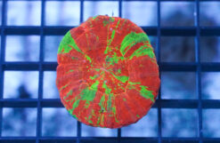 Scolymia "Reverse Toxic Apple": Red w/ Green Stripes - Australia, Size Medium