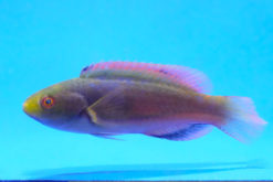 Scott's Fairy Wrasse, Size 3.5 - 4.75 inches