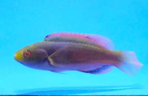 Scott's Fairy Wrasse, Size 3.5 - 4.75 inches