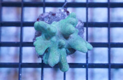 Devil's Hand Leather Coral:Green - Indo Pacific, Size Medium