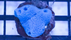 Blue Sponge: Nano - Aquacultured, Size Small