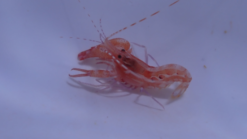 Curly-Que Pistol Shrimp - Carribean, Size Small