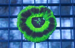 Scolymia Green w/Purple Ring "UFO" - Australia, Size Medium