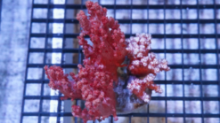 Soft Coral Tree : Red - Indo Pacific, Size Medium
