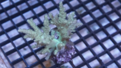 Sinularia Spaghetti Finger Leather Coral - Fiji, Size Large