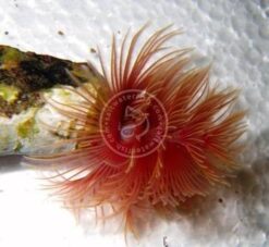 Hard Tube Coco Worm: Pink - Indo Pacific, Size Small