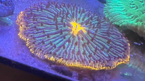 Fungia Plate Coral: UFO Green w/ Orange Rim - Indo Pacific, Size Small