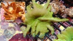 Devil's Hand Leather Coral: Green - Aquacultured, Size Small