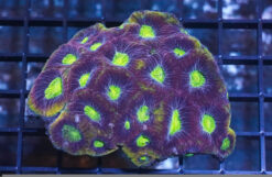 Favia Brain Coral: Frag - Grade A, Size Small