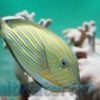 Clown Tang - South Asia, Size 1.75 - 2.75 inches