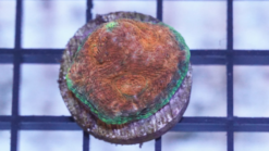 Acan Echinata: Orange w/ Red Eye - Australia, Size Large
