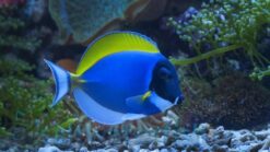 Powder Blue Tang - 2.75 - 3.75" - Indian Ocean